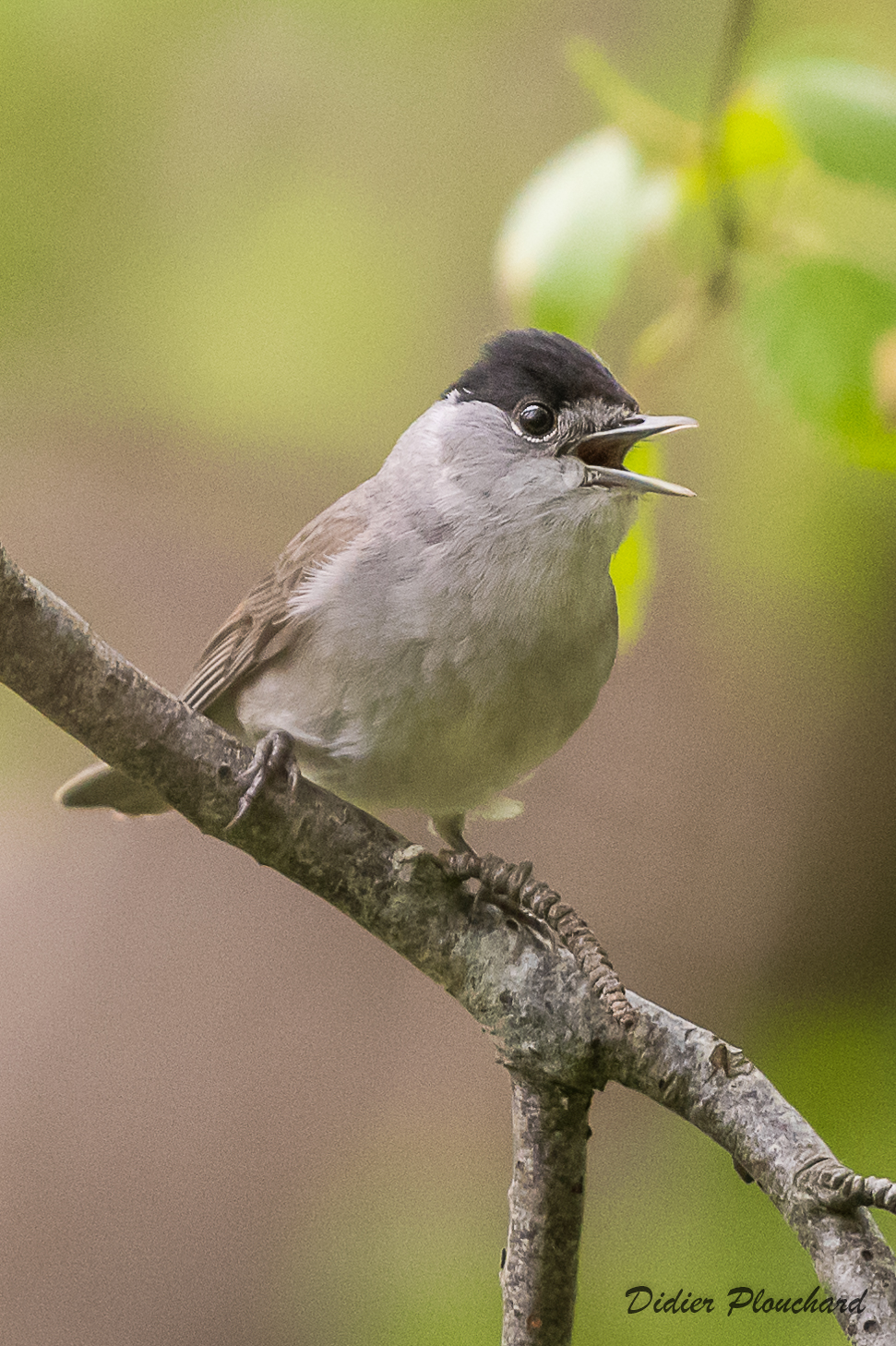 Les oiseaux  de Vaudricourt